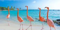 Wildlife in Aruba